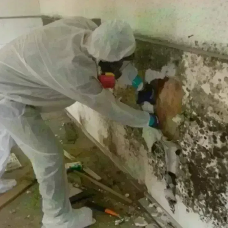 Mold Remediation and Removal in Hysham, MT